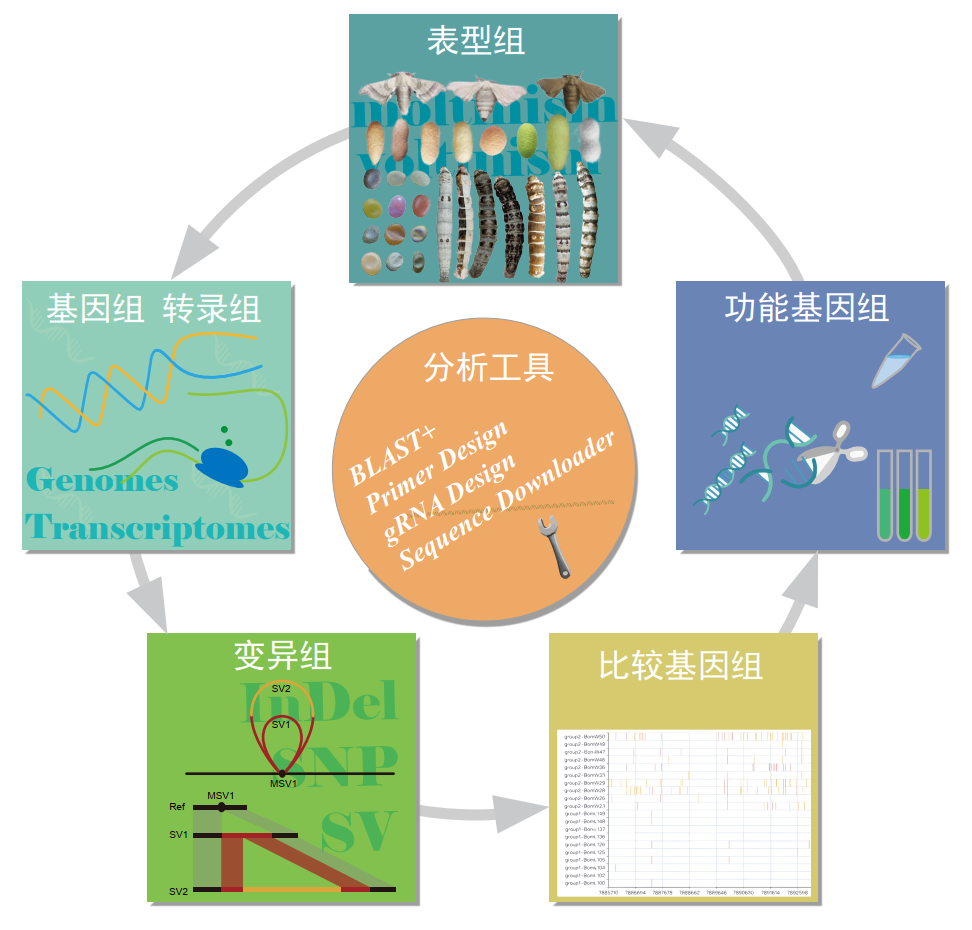 我国科研团队建成“数字家蚕”共享分析平台- 资讯详情- 科企岛